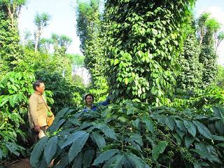 Tây Nguyên có Trung tâm nghiên cứu và phát triển cây hồ tiêu