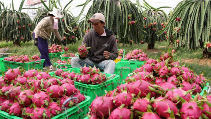 Xuất khẩu rau quả của Việt Nam đang chững lại - PVCFC