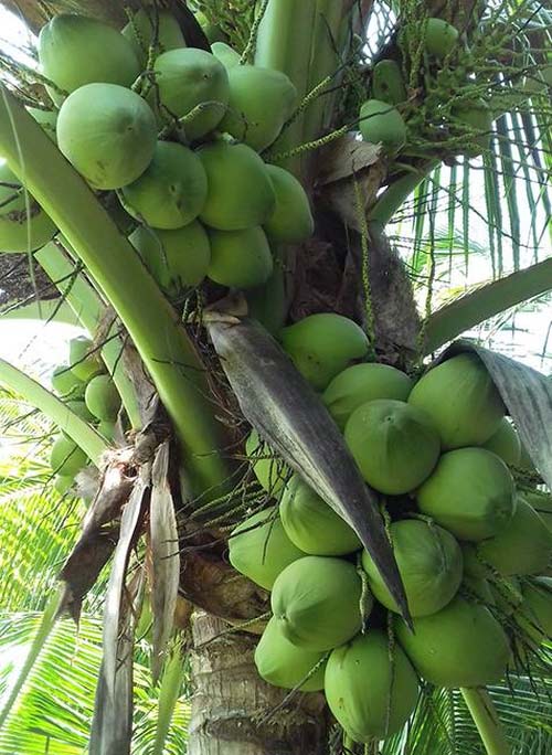 Mỗi tháng có 30 triệu đồng từ vườn dừa xiêm cây nào cũng đeo trái - Phân bón Cà Mau