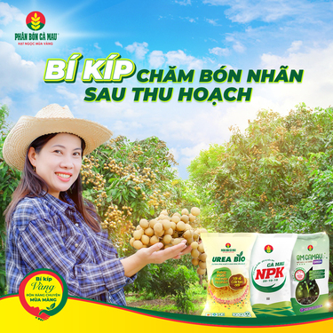 Bí Kíp Chăm Sóc Nhãn Sau Thu Hoạch Đúng Kỹ Thuật - Phân bón Cà Mau