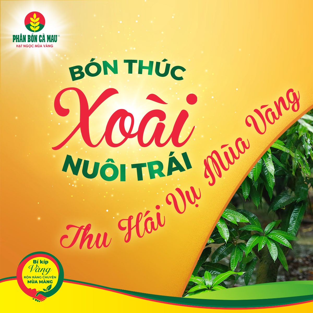 Kỹ Thuật Chăm Sóc Xoài: Bón Thúc Xoài Nuôi Trái – Thu Hái Vụ Mùa Vàng - Phân bón Cà Mau