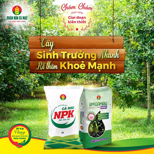 Kỹ Thuật Chăm Sóc Chôm Chôm Giai Đoạn Kiến Thiết: Cây Sinh Trưởng Nhanh – Rễ Thêm Khỏe Mạnh - Phân bón Cà Mau